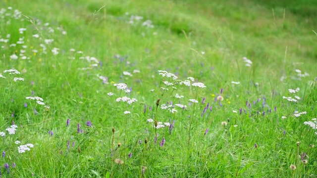 tender, juicy wild herbs on a green alpine meadow, bee pollination concept, fresh feed for cows and sheep, blooming forbs in summer