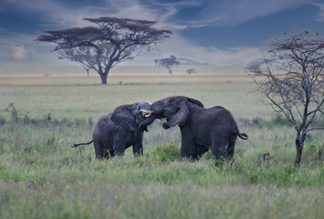 African elephant (Loxodonta africana) two fighting bulls, Serengeti National Park; Tanzania