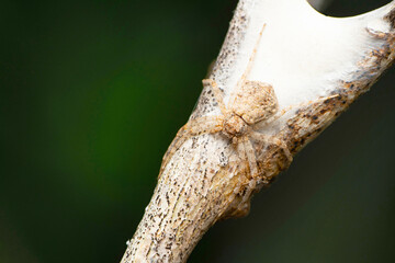 Running crab spider protecting eggsack, Philodromus dispar, Satara, Maharashtra, India