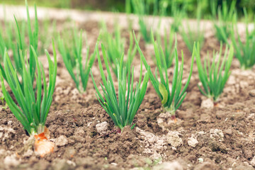 Beds with young onions, rows of green onions. Spring garden plants - Image