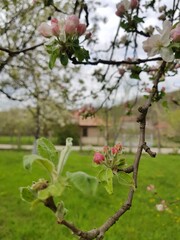 branch