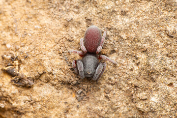 Velvet ground dwelling spider, Palpimanus gibbulus, Satara, Maharashtra, India