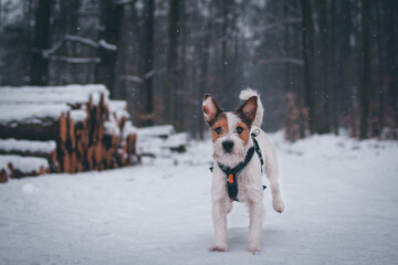 Cute Parson Russell Terrier Winter Portrait