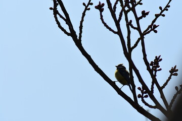 Vogel