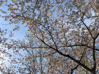 桜