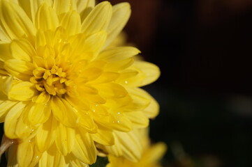 bright yellow chrysanthemum closeup on dark background for postcard