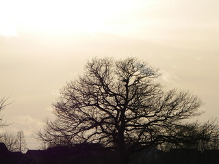 Baum in der Wintersonne