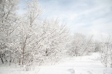 winter park with snowy trees