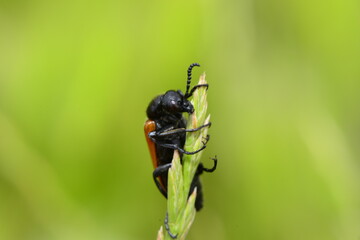 macro lıfe bug