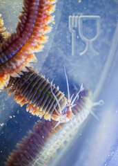 Sea worms (sandworm, ragworm) in a bottle with logo for food packaging. Terrible disgusting worm. Concept of contamination of food, water, unsanitary conditions, lack of drinking water.