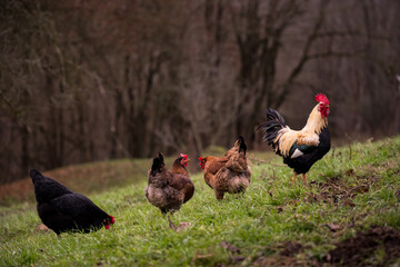 a white and black rooster sitting with his chickens in the garden and nibbling on the green grass. a group of domestic birds at the farm near the forest