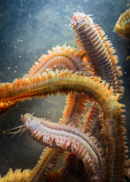 Sea worms (annelid, sandworm, ragworm) in a water (macro). Fishing bait.