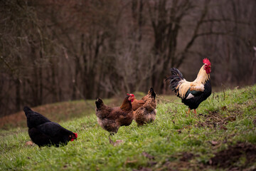 a white and black rooster sitting with his chickens in the garden and nibbling on the green grass. a group of domestic birds at the farm near the forest