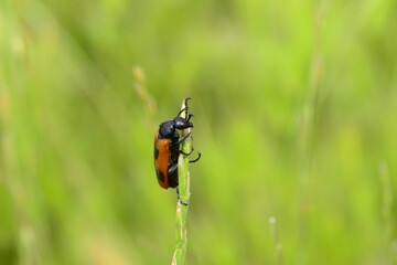 macro lıfe bug