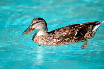 Closeup of profile female mallard duck (Anas platyrhynchos) swimming on blue water