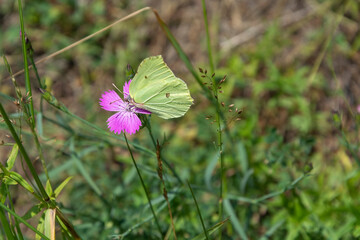 Lemongrass butterfly on delicate, pink ones flower of  carnations