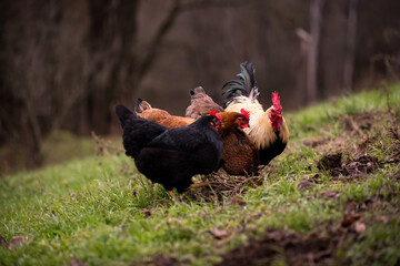 a white and black rooster sitting with his chickens in the garden and nibbling on the green grass....