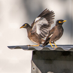 Asian Minor Birds