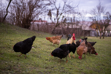 a white and black rooster sitting with his chickens in the garden and nibbling on the green grass. a group of domestic birds at the farm near the forest