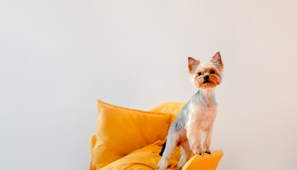 Cute little yorkshire sitting and playing at home. Top horizontal view copyspace. Taking care concept