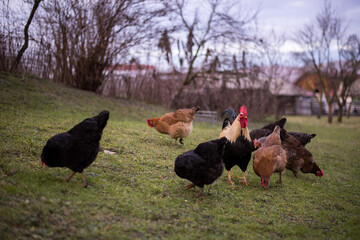 a white and black rooster sitting with his chickens in the garden and nibbling on the green grass. a group of domestic birds at the farm near the forest