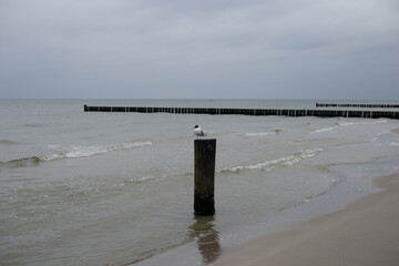 Möwe am Strand Ostsee