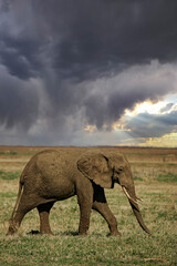 Fototapeta na wymiar African elephant (Loxodonta africana) lonely elephant bull in savanna, Serengeti National Park; Tanzania