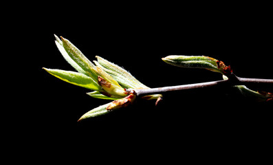 Young leaves from a bud on a tree branch in spring.