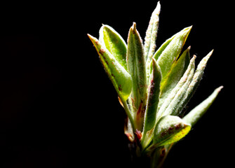 Young leaves from a bud on a tree branch in spring.