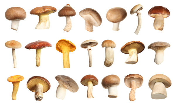Set of different fresh mushrooms on white background