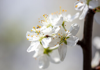 Fototapeta na wymiar Close up of white flowers on cherry