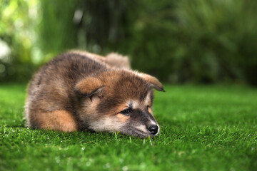 Adorable Akita Inu puppy on green grass outdoors