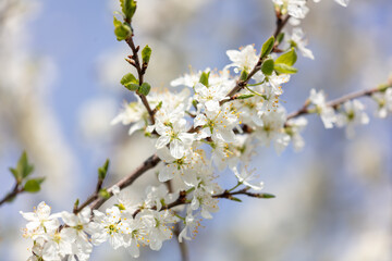 Fototapeta premium Close up of white flowers on cherry