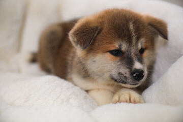 Adorable Akita Inu puppy in dog bed, closeup