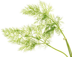 Green dill isolated on a white background.