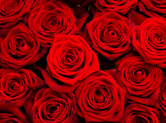 Red rose flowers as background.