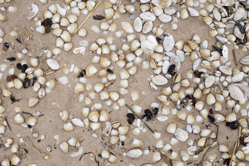 Muscheln im Sand Bokeh für Textfreiraum