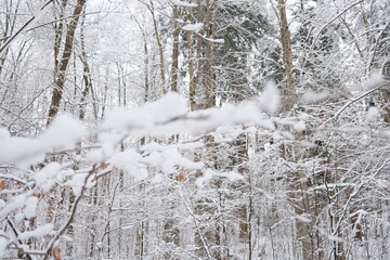 Schnee und Eis im Winterwald