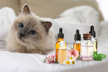 Aromatherapy for animals. Essential oils and cute cat on bed