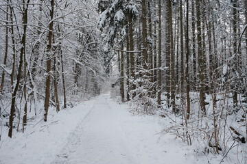 Winterstimmung im Harzer Wald
