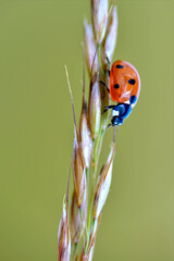 Macro of seven spots ladybug (Coccinella septempunctata) on stem on green background