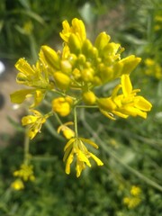 yellow flowers in spring