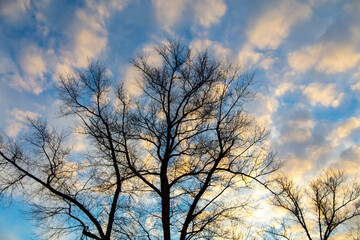 Bare branches on a tree at sunset.