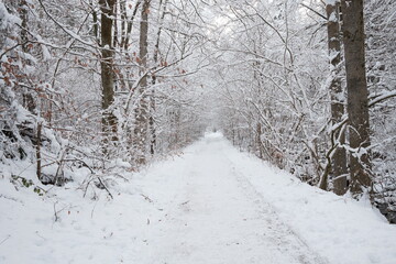 Spazieren durch den Waldweg im tiefen Schnee Wernigerode