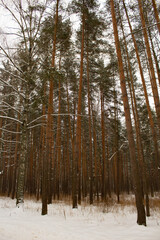 Rows of slender elegant pines in the snow. Beautiful winter forest
