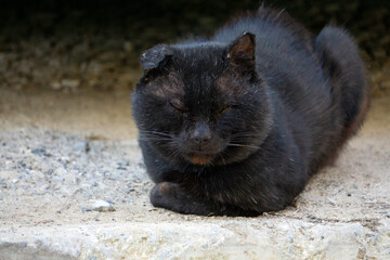 black cat just falling asleep, with one open eye .