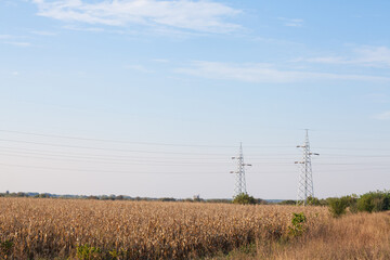 Transmission towers, pylons, power towers, adapted for high voltage electricity transportation and distribution, in front of corn fields in an agricultural background