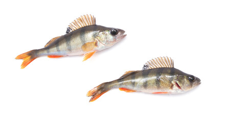 Two fish perch isolated on a white