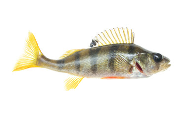 Perch fish isolated on white