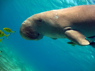 Dugongo. Sea Cow in Marsa Alam. Marsa Mubarak bay.